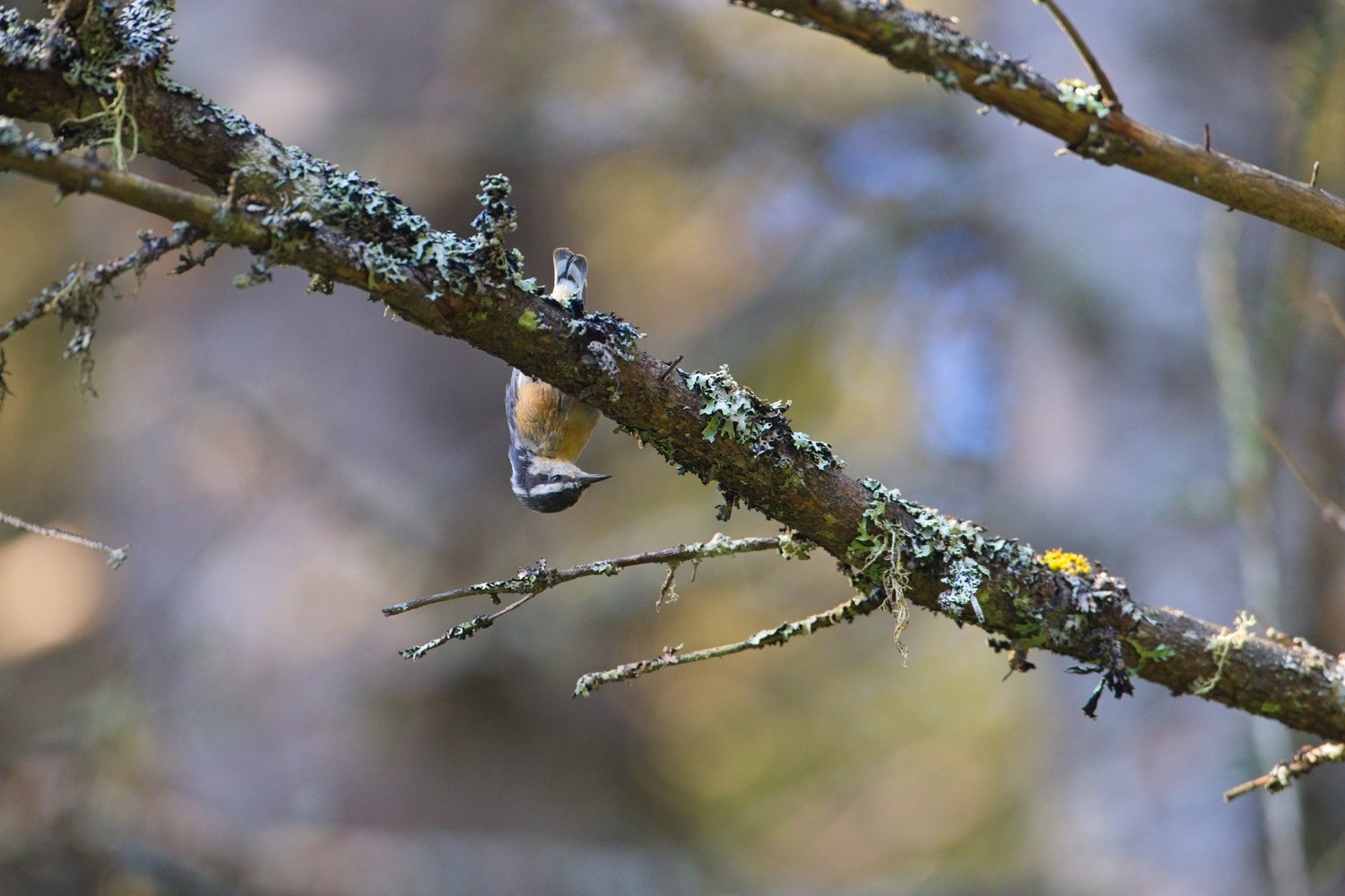A nuthatch clings upside down to a lichen-covered branch, showcasing the bird's characteristic acrobatic foraging behavior. Its distinctive markings include a dark crown, white cheeks, and warm buff-colored underparts, while its sharp, pointed beak reflects its insect-eating diet. The textured branch, speckled with pale lichen, contrasts against a soft, blurred forest background.